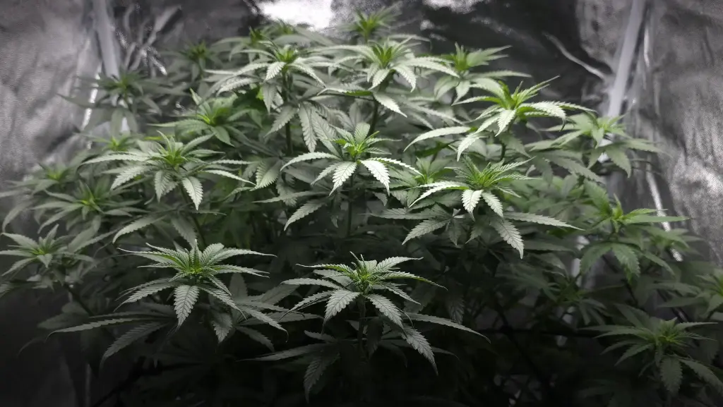 Shining Silver Haze Steckling